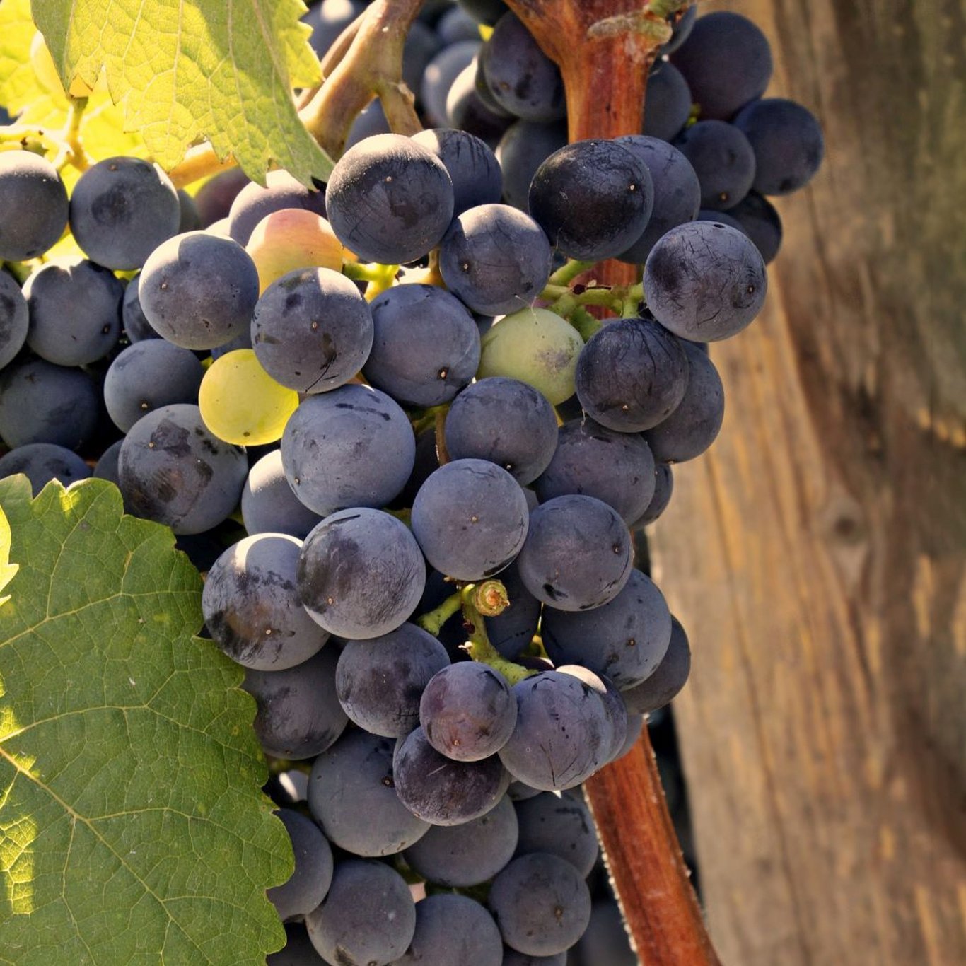 Vinranka – Vitis 'Regent' - C3 80-100 CM Stick